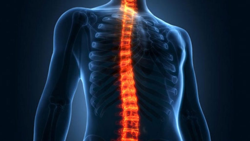esquema mostrando coluna vertebral dentro do corpo humano