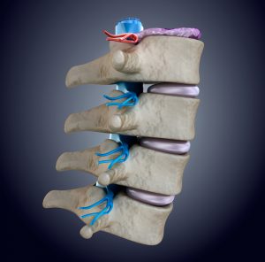 coluna-vertebral-disco-intervertebral