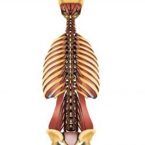 coluna-vertebral-músculos